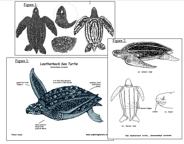 Synopsis of the biological data on the leatherback sea turtle (dermochelys  coriacea) Biological Technical Publication BTP-R4015-2012 - Documents -  USFWS National Digital Library